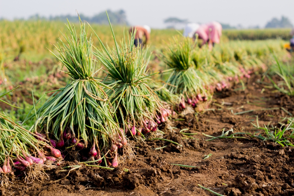 Photo by Photographer Frederik Trovatten